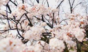 花見　英語で　説明