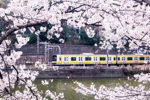 花見　楽しみ方　友達　カップル