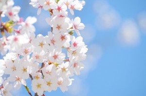 ゼクシィ縁結び　サクラ　男 女