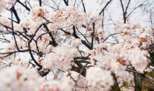 mimi サクラ 見分け方 特徴